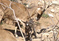 Goats, Momma with baby