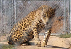 Jaguar