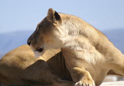 Lion