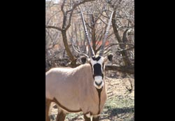 Long horned animal
