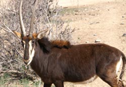 Long Horn Animal