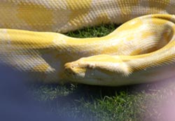 Boa