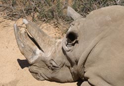 Rino