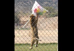 Tiger playing
