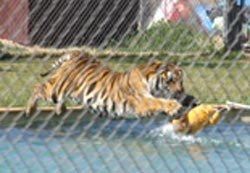 Tiger playing