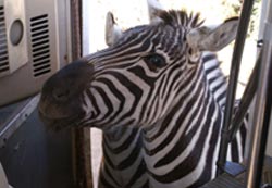 Zebra in bus