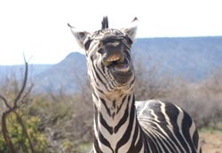 Zebra laughing
