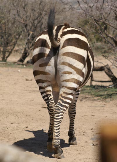 Zebra - The End
