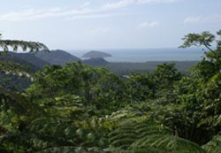 Rain Forest in Australia