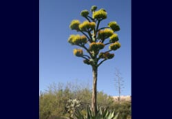 Desert Plant