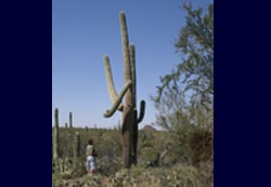 Tall Saguaro
