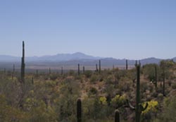 Sonoran Desert