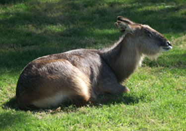 Animal
