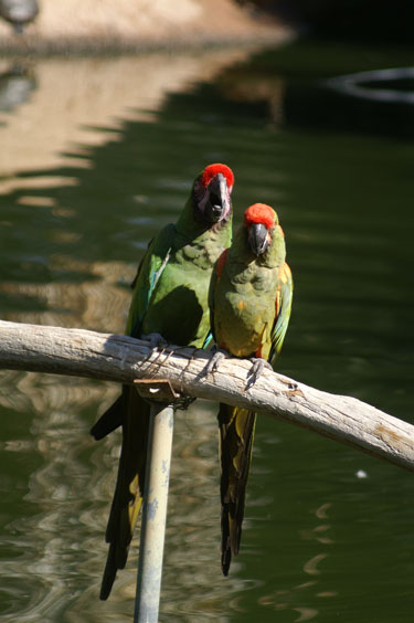 Green Parrots