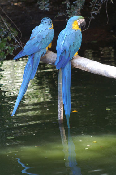Blue Parrots