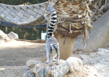 Ringtail Lemur